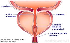 risposta autoimmune della ghiandola prostatica risposta autoimmune della ghiandola prostatica